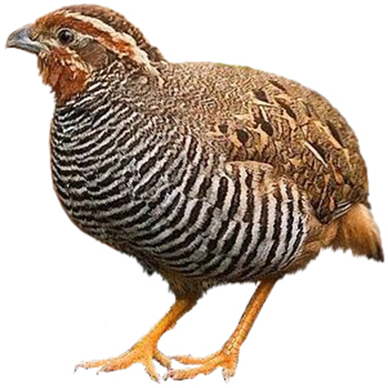 Perdicula Quail Breeds